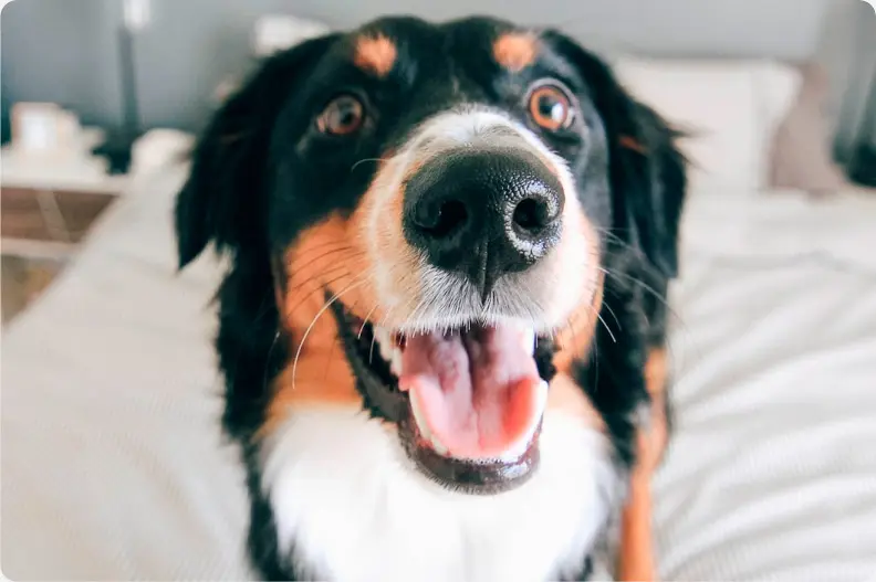 Dog Breeding For Beginners in 5 Steps