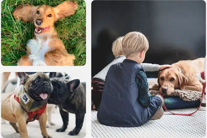 Dog Breeding For Beginners in 5 Steps