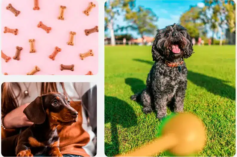 Running A Dog Breeding Business
