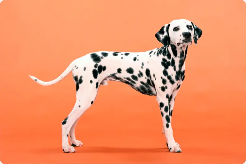 dalmatian breeding