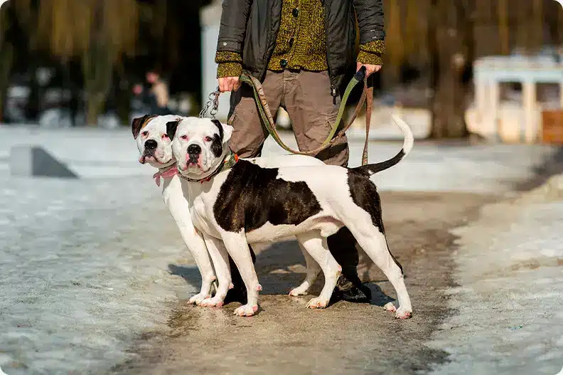 american bulldog breeding