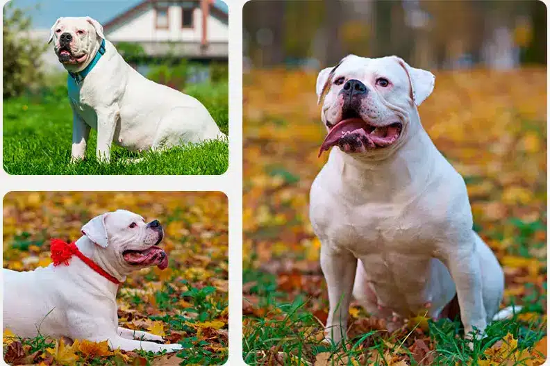 american bulldog breeding
