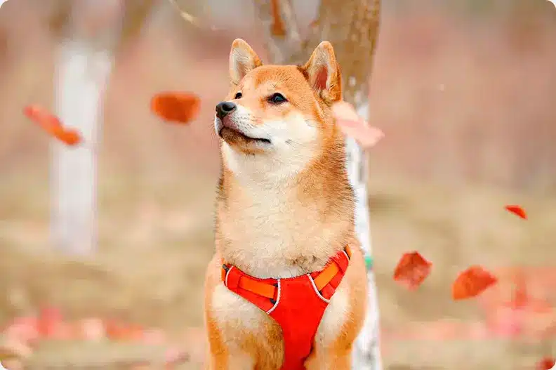 shiba inu breeding