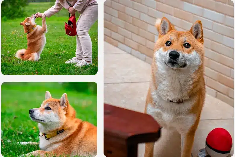 shiba inu breeding
