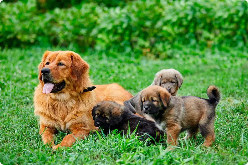 All about newfoundland breeding