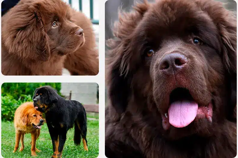 How To Breed Newfoundland
