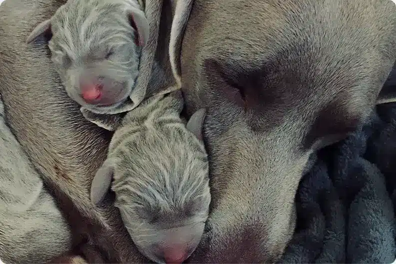 weimaraner breeding