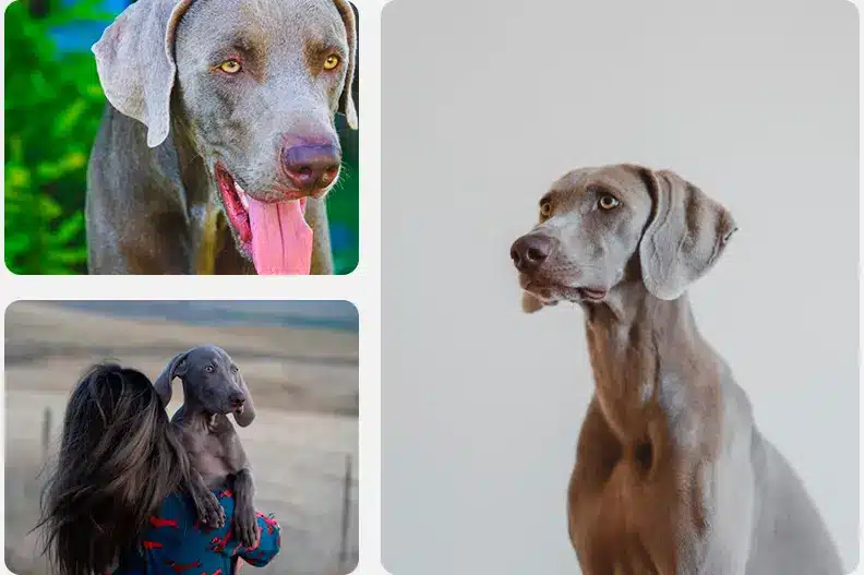 weimaraner breeding