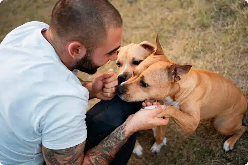 Pit bull mating