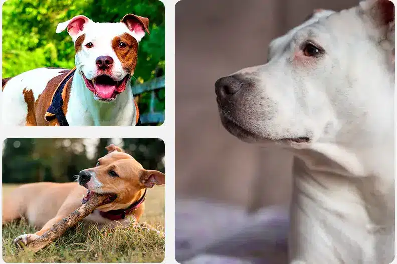 Pit bull mating