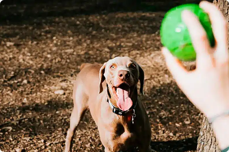 How to Become a Dog Breeder