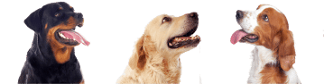 Herobreeder dog breeds for mobile site
