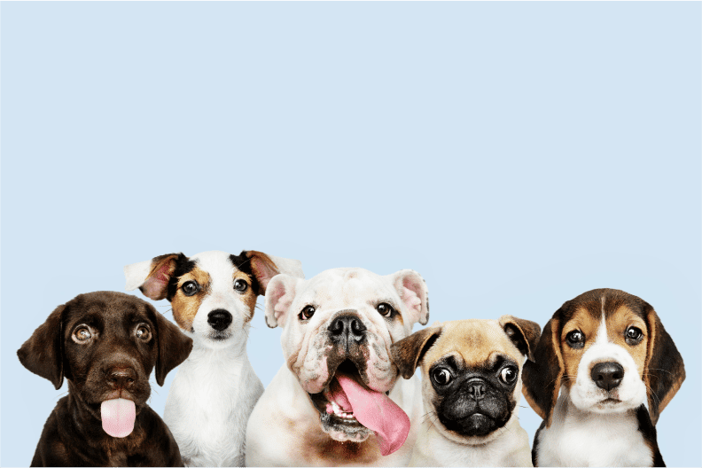How to Become a Dog Breeder