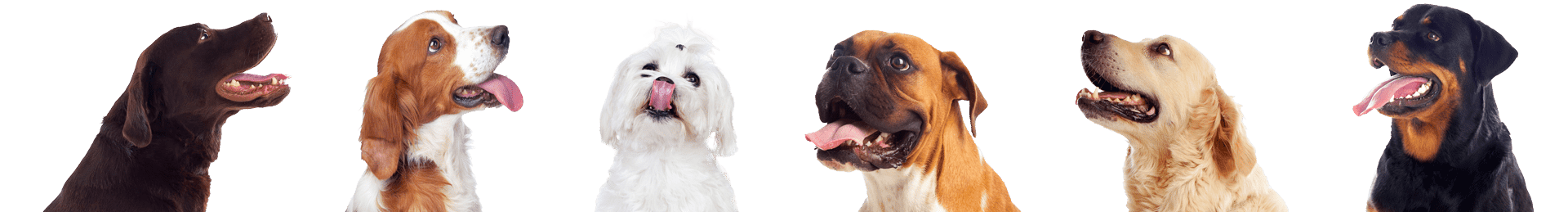 Herobreeder dog breeds