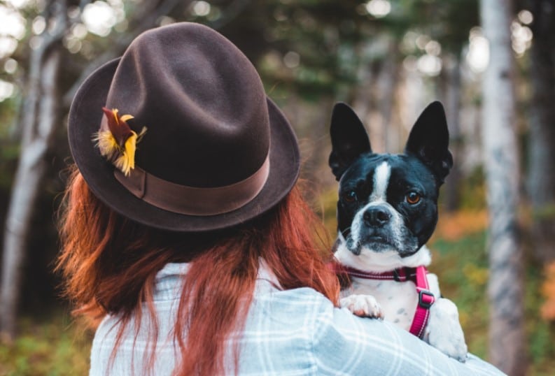 Breeding boston terriers