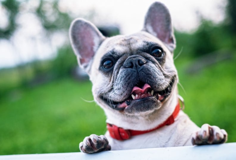 Breeding French Bulldogs