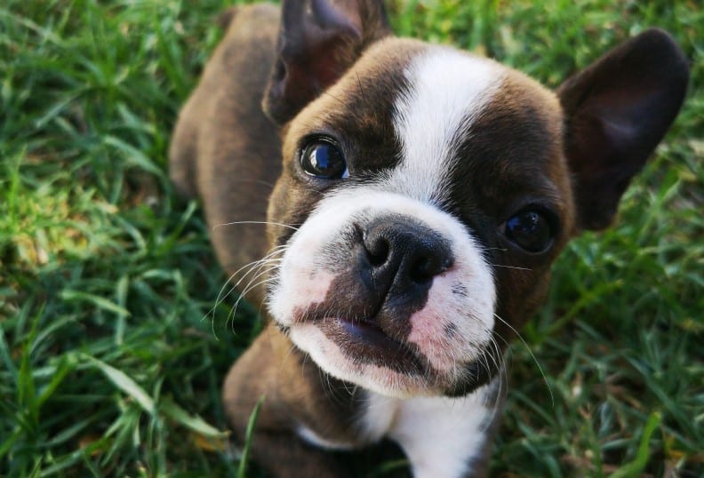 How to breed boston terriers