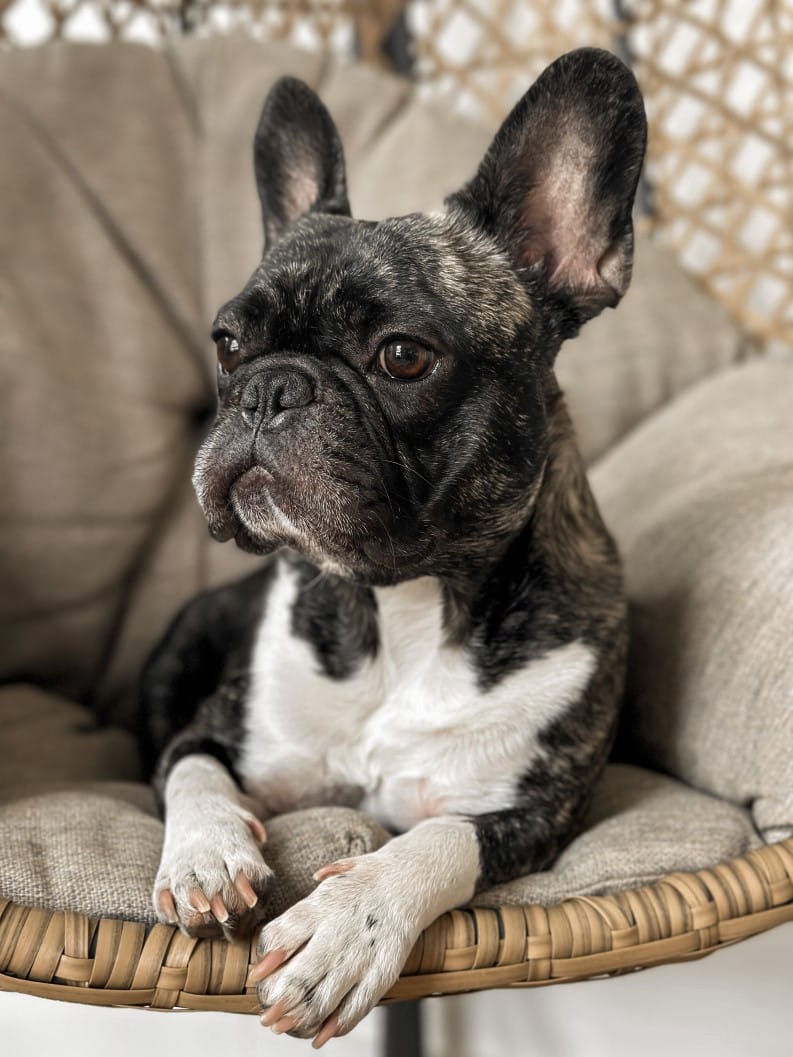 How to breed french bulldogs