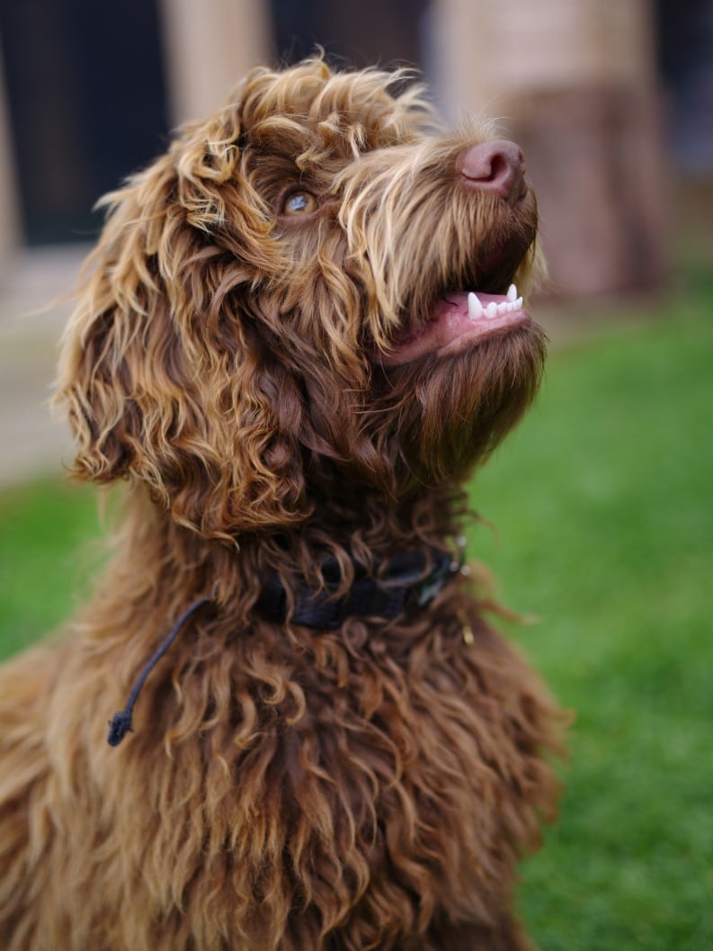 How to breed labradoodle