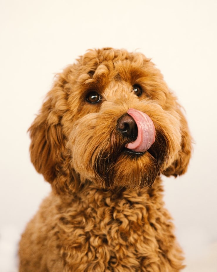 Labradoodle breeding