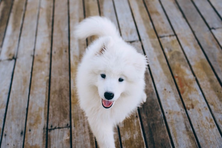 Learn about samoyeds breeding and raising puppies.
