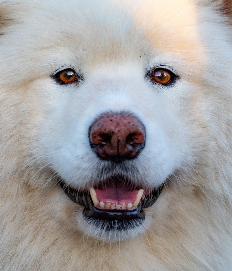 Learn about samoyeds breeding